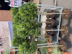 Bay Tree 5ft